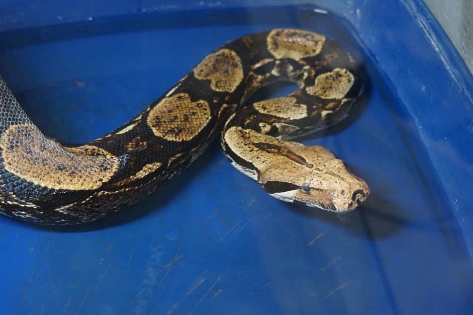 Am liebsten liegt Chantal in ihrem Wasserbecken – ihrem "Spa-Bereich". Dort kann sie auch mal eine Woche am Stück entspannen.