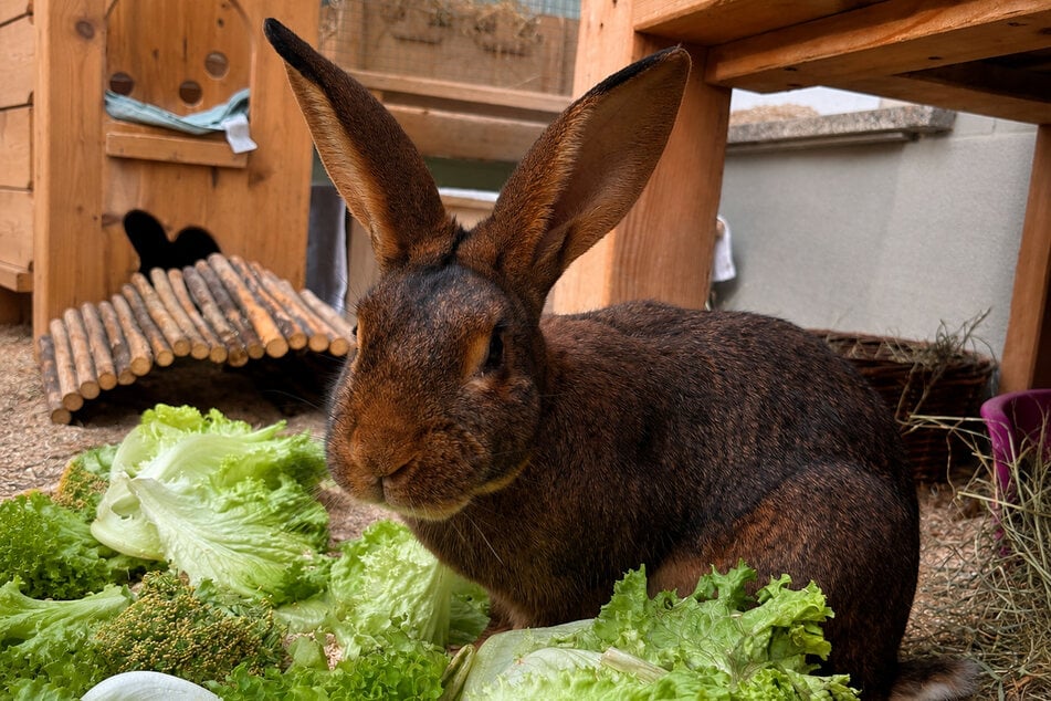 Hasenkaninchen Tonga fehlt für sein Happy End noch die Gesellschaft von Artgenossen.