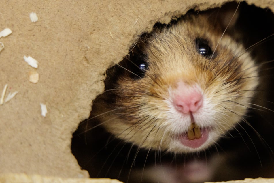 Pünktlich zu Ostern: Erster Feldhamster-Nachwuchs des Jahres geboren