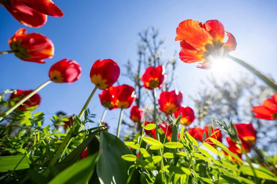 Am Mittwoch zeigt sich in NRW die Sonne. Zudem wird es mit Werten bis 15 Grad recht mild.