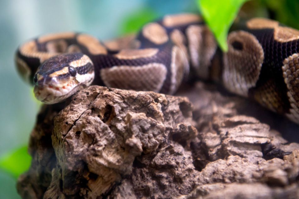 Eine Königspython liegt in der Auffangstation für Reptilien in ihrem Terrarium. Gerade Reptilien haben es meist schwer, ein neues Zuhause zubinden.