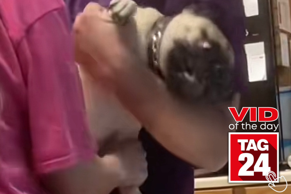 Today's Viral Video of the Day features an adorable dog named Bernie who doesn't like to get his nails clipped.