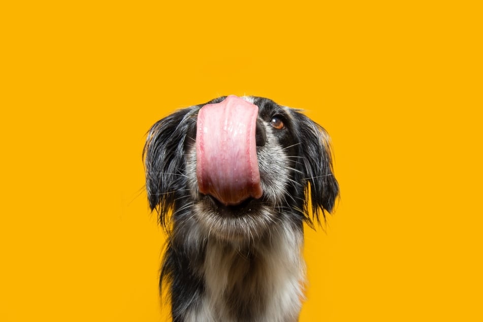 Gekochte Kartoffeln sind für Hunde nicht nur gesund, sondern auch schmackhaft.