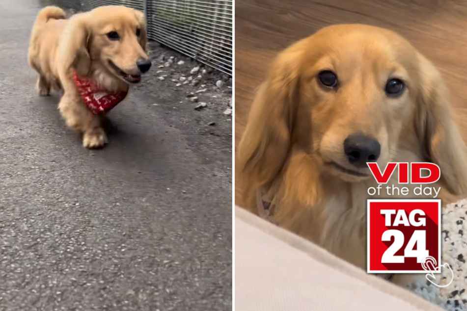 viral videos: Viral Video of the Day for March 31, 2023: Doggy disposition