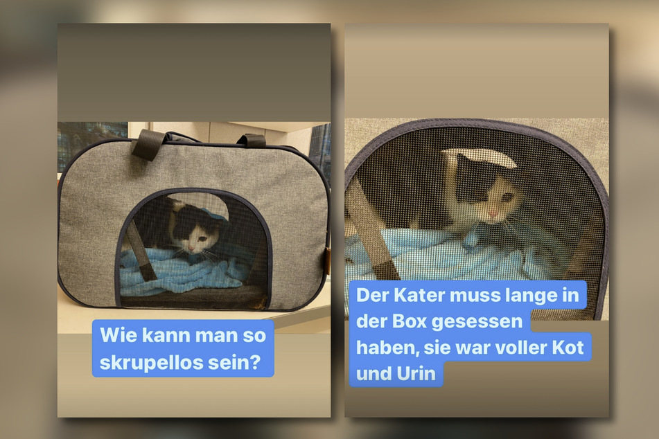 In dieser Transportbox wurde der Kater gefunden. Er musste bereits längere Zeit darin gesessen haben, da er sehr verwahrlost war.