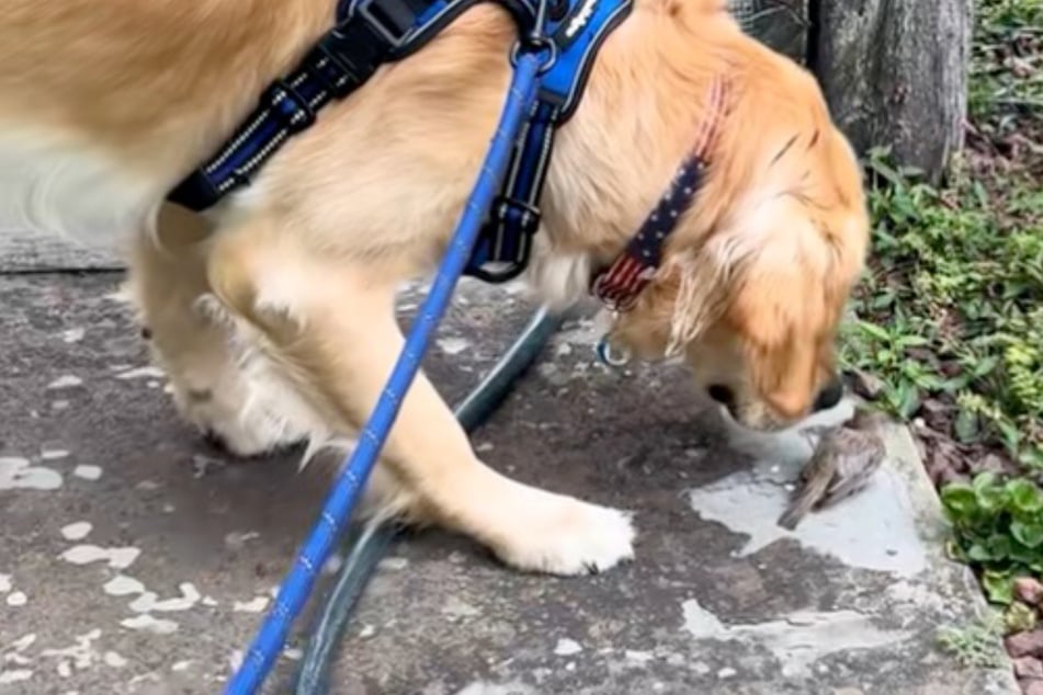 Vorsichtig schnuppert Golden Retriever Sully an dem Vogel.