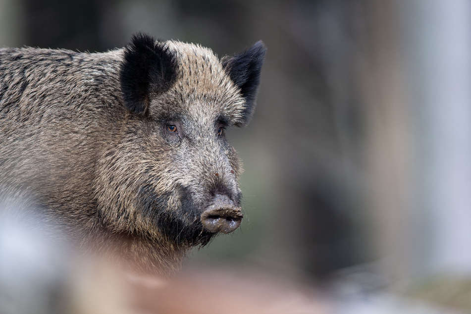 Italien will sich gegen die drohende Wildschweinplage wehren.