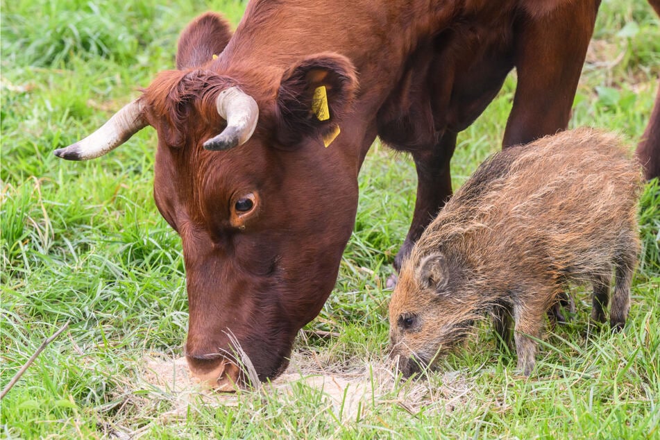 Tierische Patchwork-Familie: Kuhherde adoptiert zuckersüßes Wildschwein-Baby