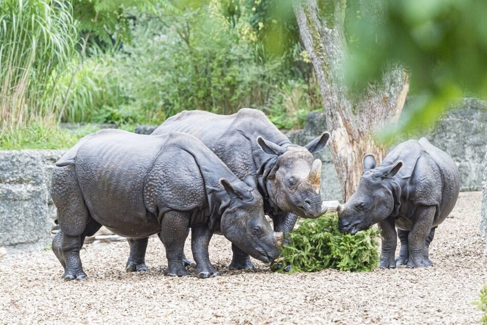 Die Nashornherde im Zoo von Basel.