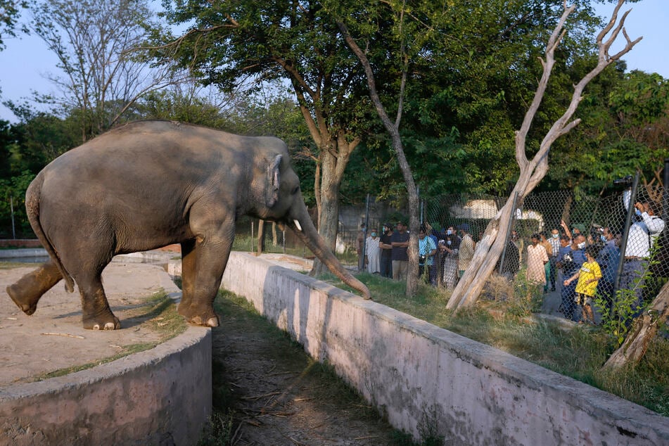 Besucher des Marghazar-Zoo stehen vor dem Gehege des Elefanten "Kaavan".