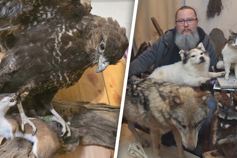 Tagsüber arbeitet er in der Pathologie - aber dann: Präparator schenkt Tieren das ewige Leben