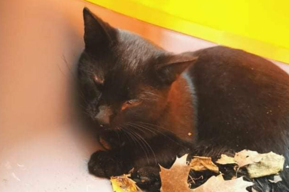 Kater "Pechvogel" wurde bei einem Unfall schwer verletzt.