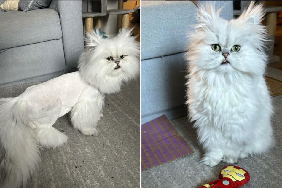 This cat's lion cut has millions of TikTokers giggling.