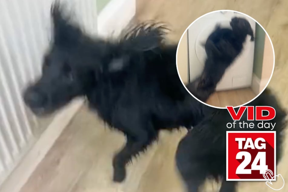 Today's Viral Video of the Day features a Cocker Spaniel who couldn't be more unbothered after crashing into a washing machine.