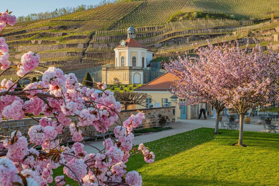 Das frühlingshafte Schloss Wackerbarth lädt zur Wein- und Sektverkostung.