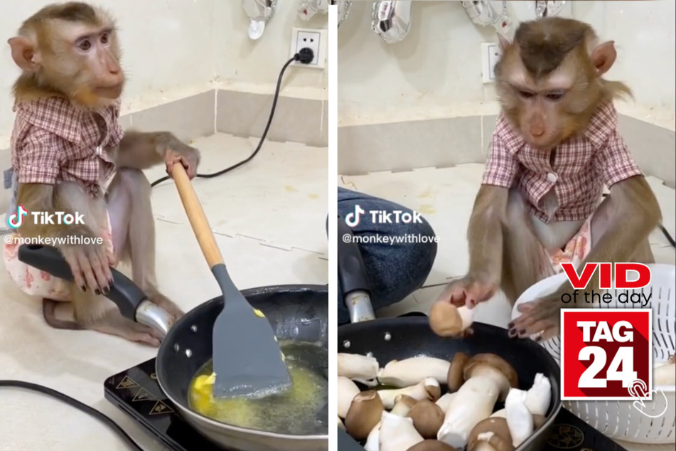 This viral video of the day is sure to kick your morning off right with a monkey making breakfast.