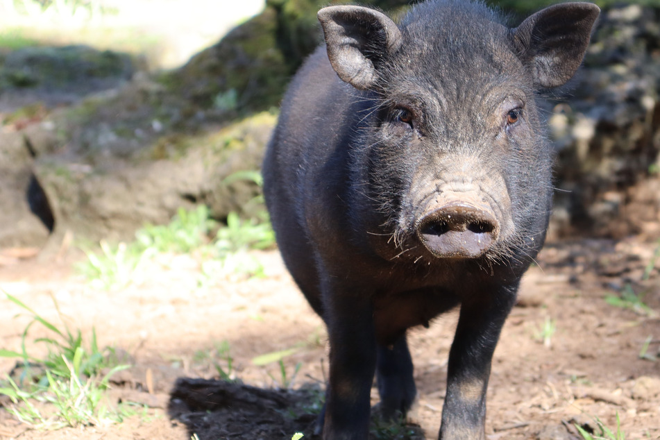 Feral pigs terrorize residents and animals in New Zealand
