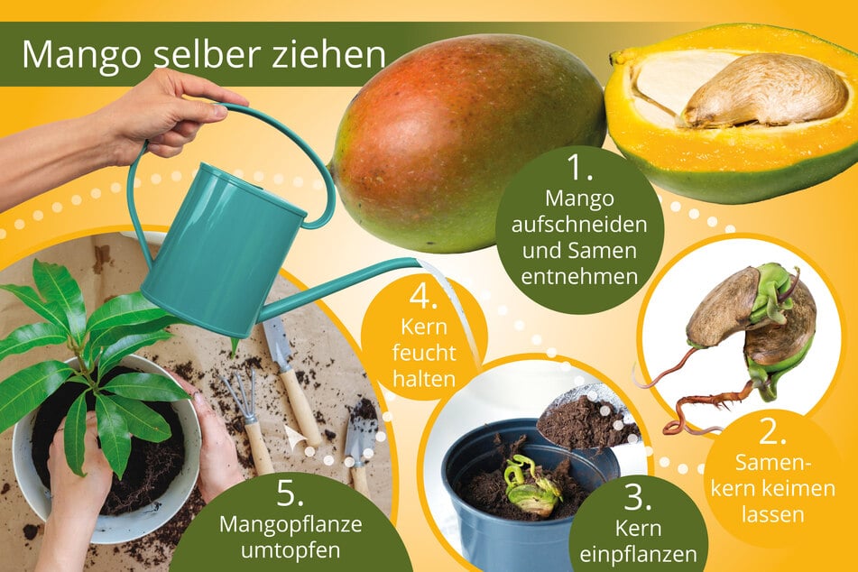 Will man eine Mango züchten, sind das die wichtigsten Schritte im Überblick.