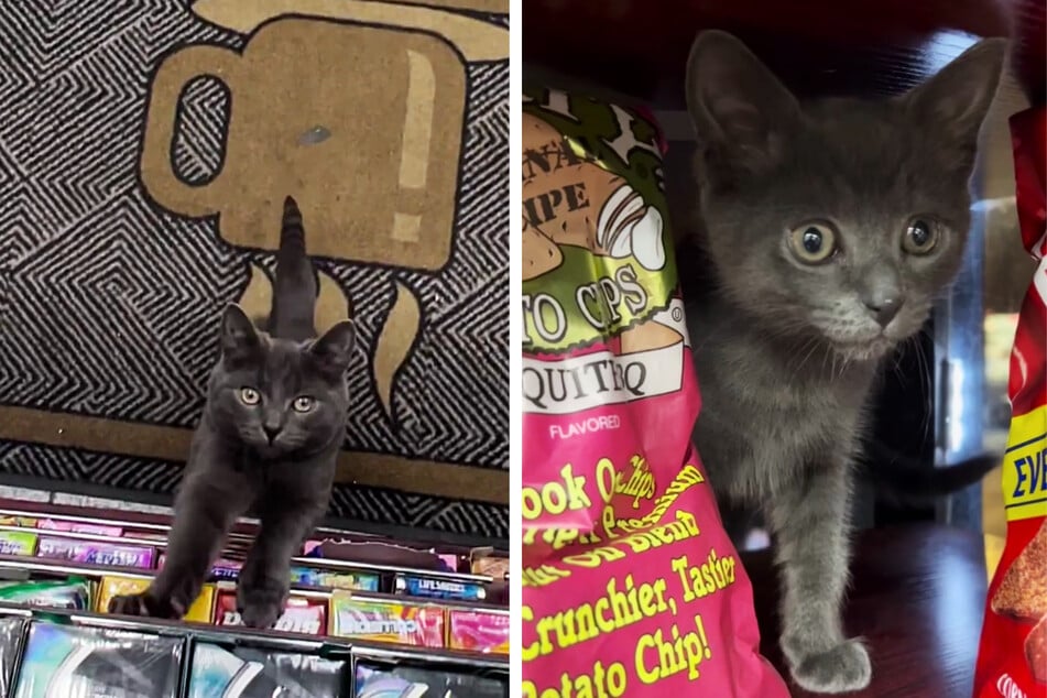 A gray kitten named Boka was stolen from his Brooklyn bodega home, and the owner and members of the community are demanding his return.