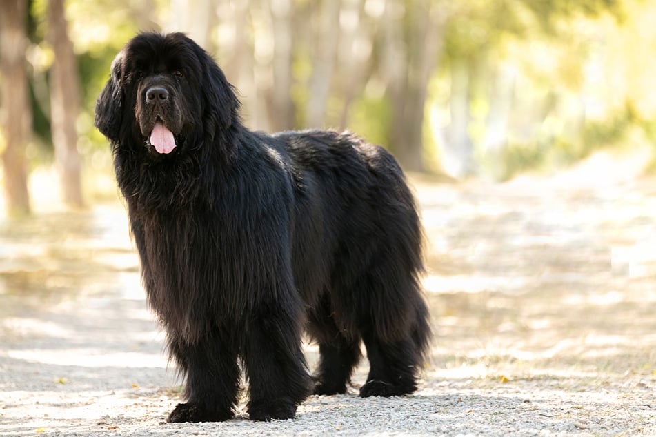 Newfoundlands are easy-going giants, and great guard dogs.