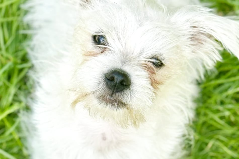 Kimba liebt es, im Garten herumzutoben.