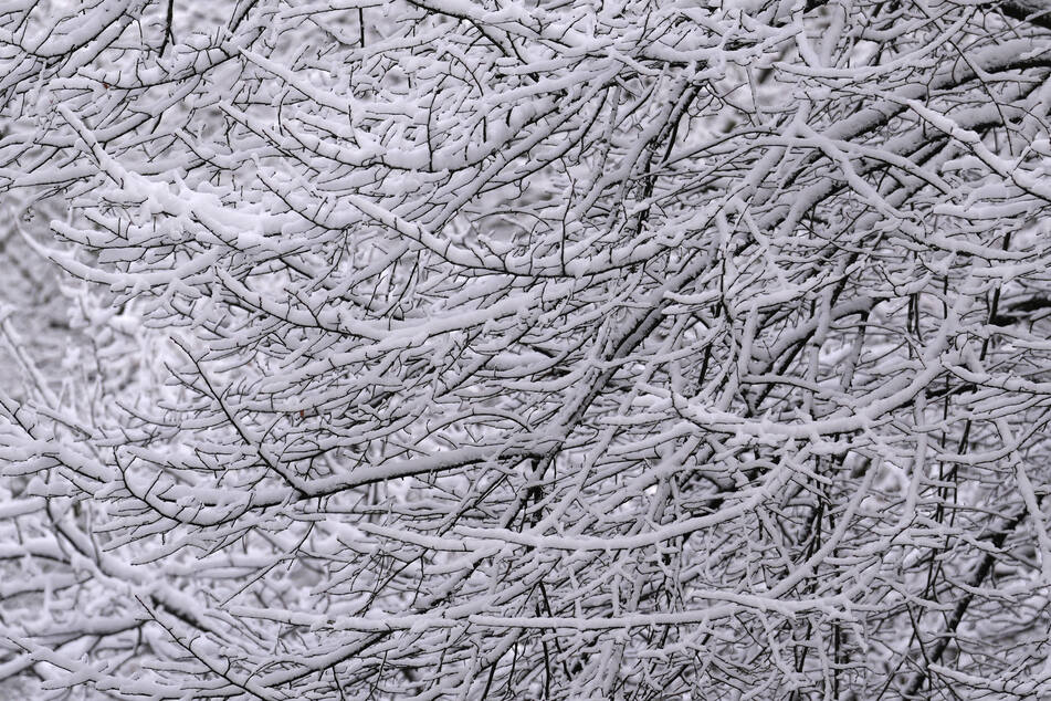 Die Schneeschicht auf den Ästen ist zu hoch, dadurch drohen die Äste der Bäume abzubrechen. (Symbolbild)