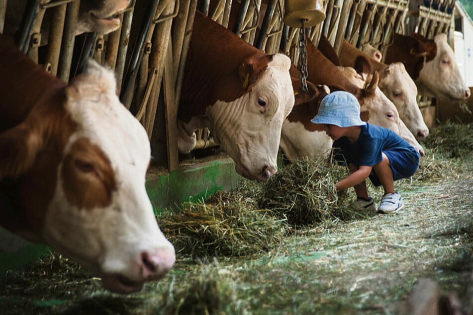 Landwirtschaft hautnah - das verspricht der "Tag des Hofes", eine Veranstaltungsreihe des Landesbauernverbands, die am Mittwoch startete.