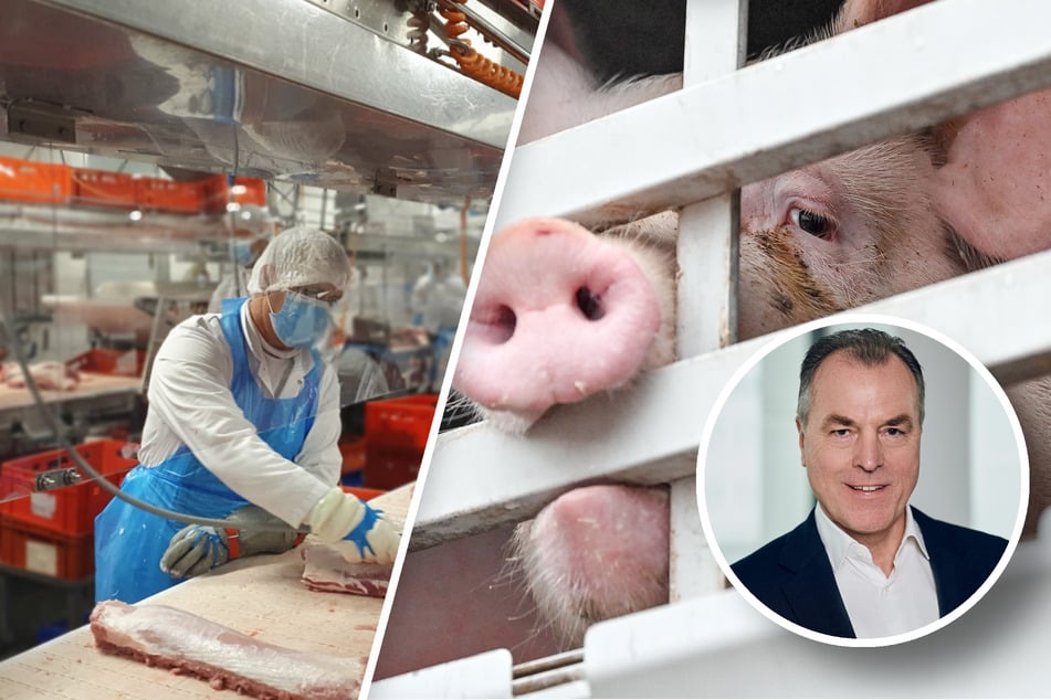 Große Sorge um Sachsens Schweine: Tönnies schließt wichtige Schlachthof-Abteilung