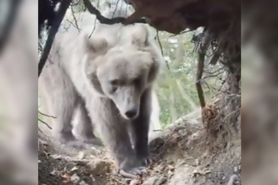 Als der Bär seinen Kopf in die Höhle steckte, schien der junge Serbe in der Klemme zu stecken. Am Ende konnte er sich befreien.