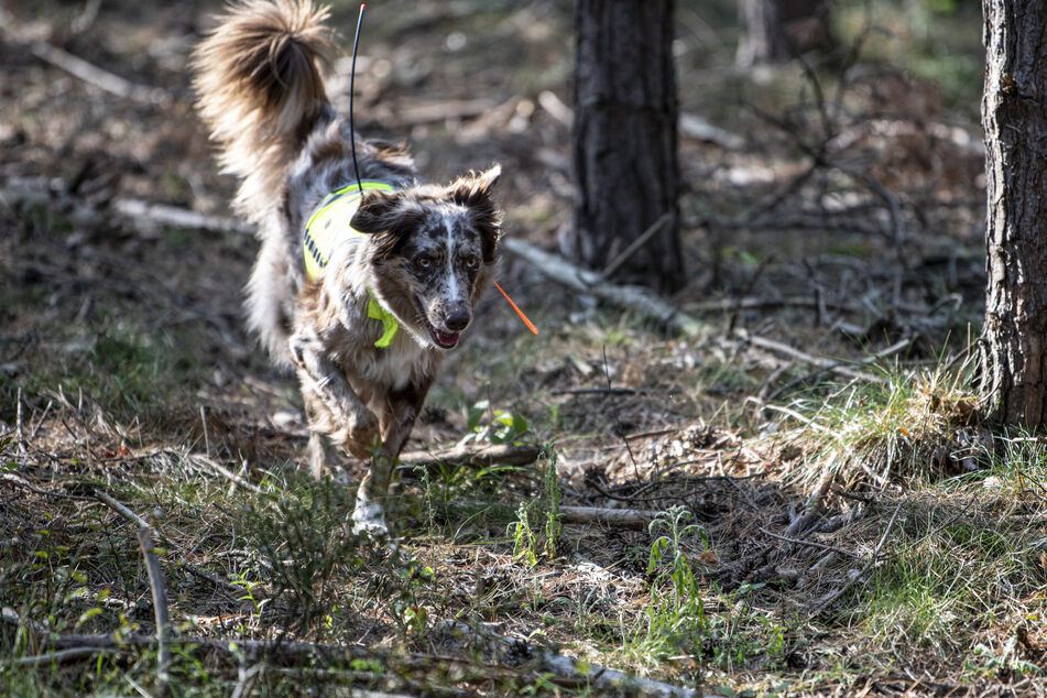 Suchhund Bailey sucht im von der Afrikanischen Schweinepest betroffenen Gebiet nach Kadavern.