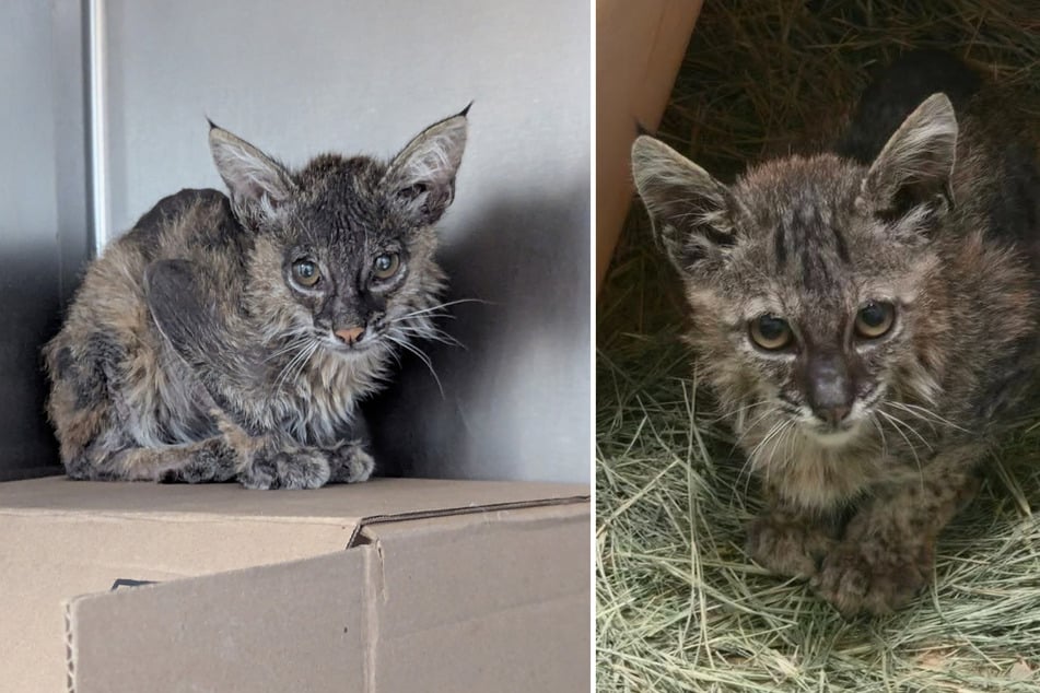 Dieser halb tote Luchs sah durch seinen schlimmen Zustand aus wie eine Hauskatze.