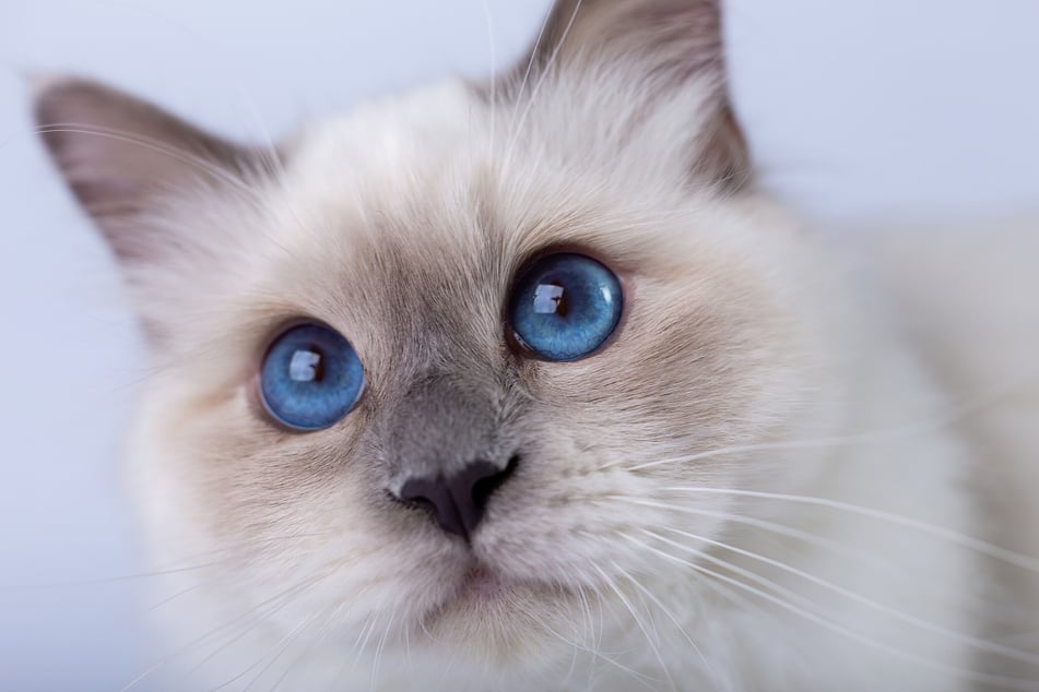 Obwohl blaue Augen bei manchen Rassen Standard sind, gilt die Augenfarbe bei Katzen als selten.