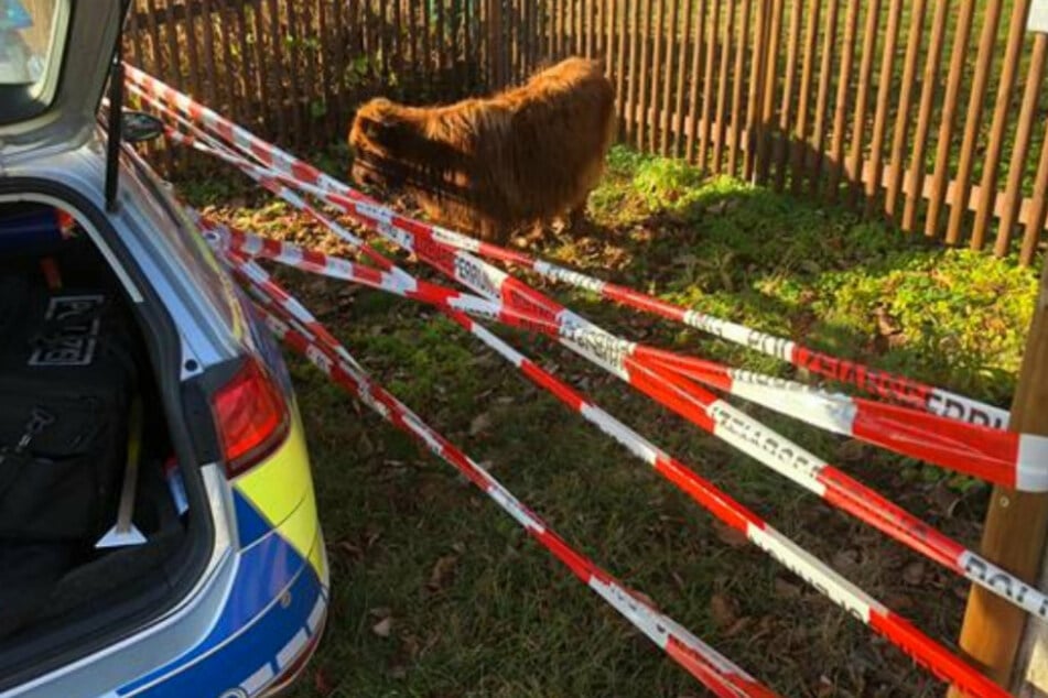 In Auerbach sorgte ein Kalb für einen Polizeieinsatz.