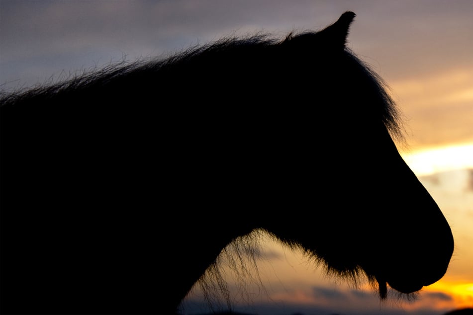 Ein Pferd ist im Ostallgäu von einer Koppel ausgebrochen und auf die Straße gelaufen. (Symbolbild)