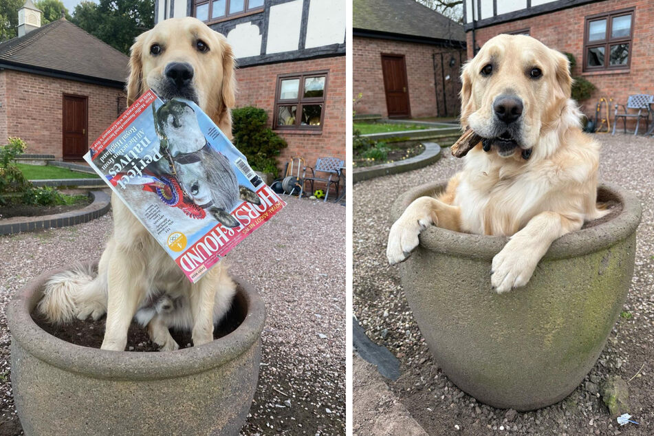 Paddy the Goldador likes to bring special treasures with him inside his flowerpot.