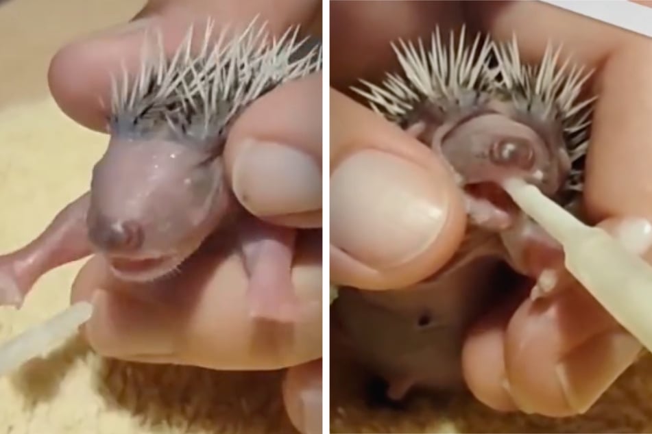 Trauriges Schicksal: Winziges Igel-Trio muss mit Flasche aufgezogen werden