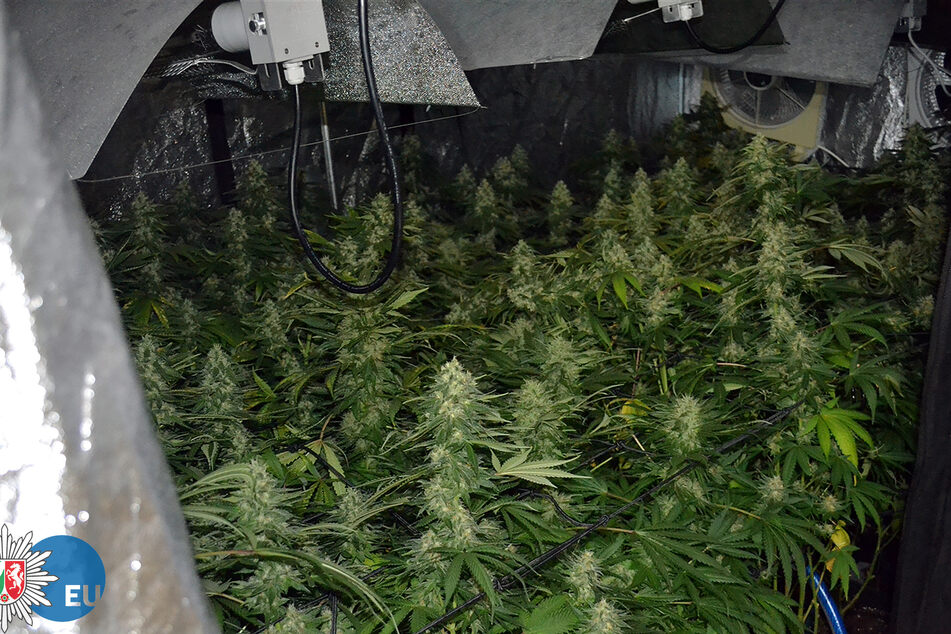 In einem Einfamilienhaus in Bad Münstereifel fand die Polizei diese Cannabis-Plantage.