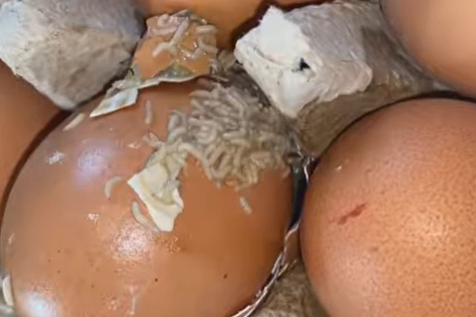 In dem Eierkarton fand sie das Ungeziefer.