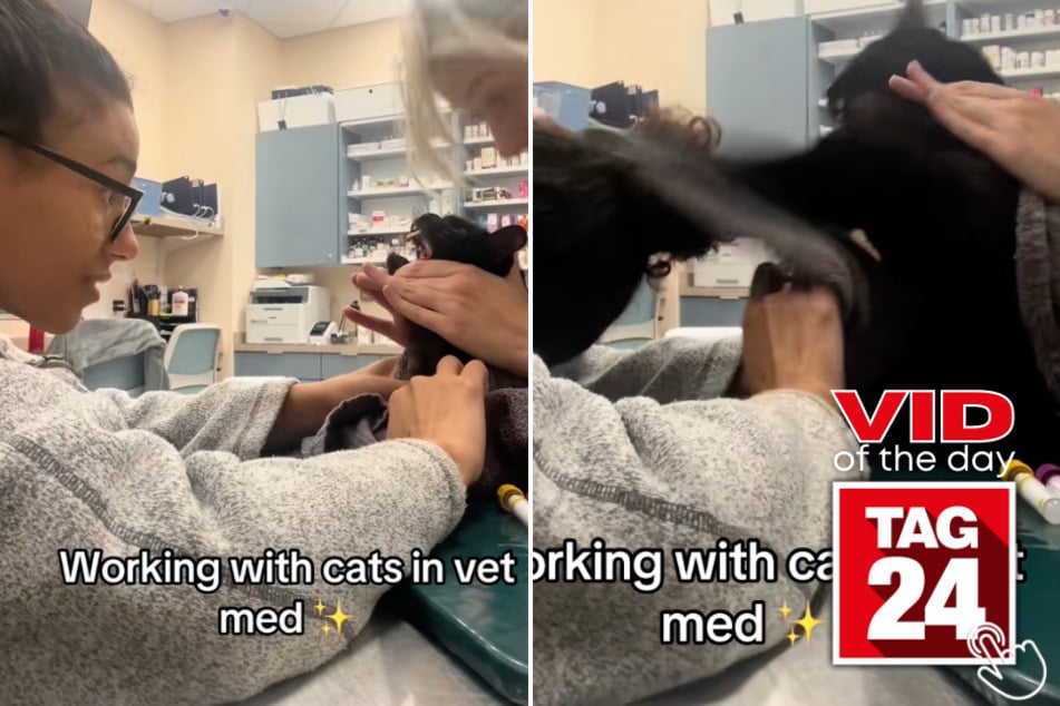 This cat went full-on attack mode when a vet med's bun got too close!