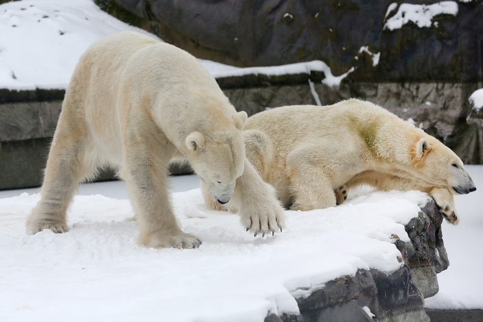 Während Eisbärmännchen Bill (l) im Schnee nach Fressen sucht, macht Eisbärdame Lara ein Nickerchen.