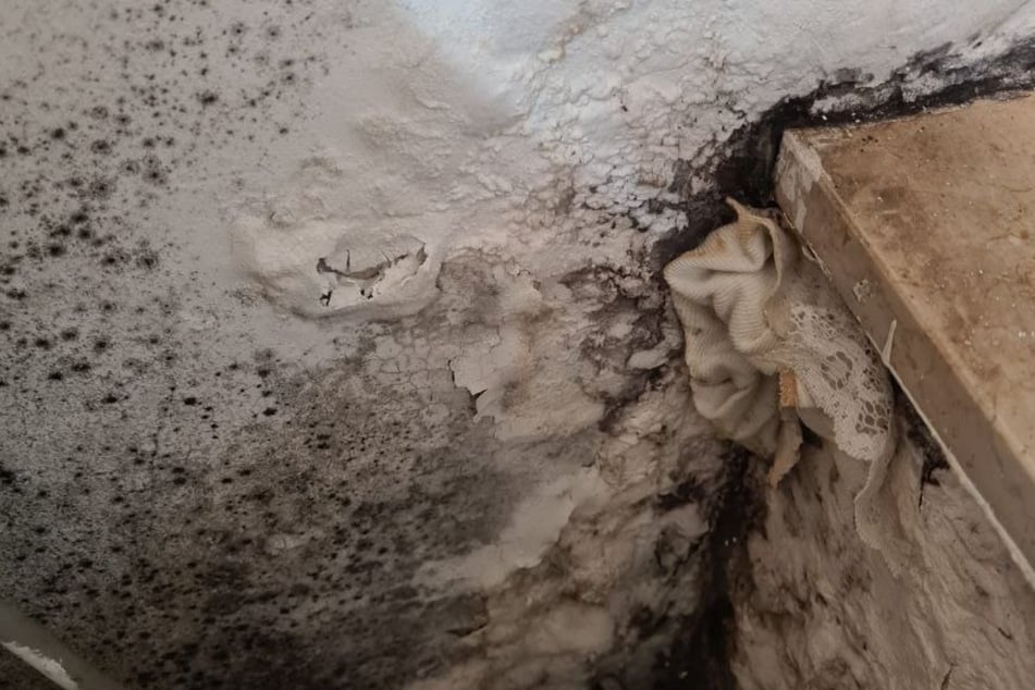 Viele Wohneinheiten sollen laut den Mietern von Wasserschäden und Schimmel befallen sein.