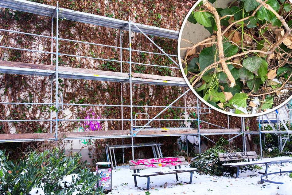 Bis die grüne Wand wieder zum Verweilen einlädt, werde es wohl einige Jahre dauern.