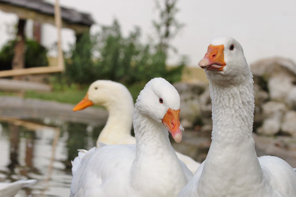 Martinsgans: Este triste destino está detrás de la costumbre