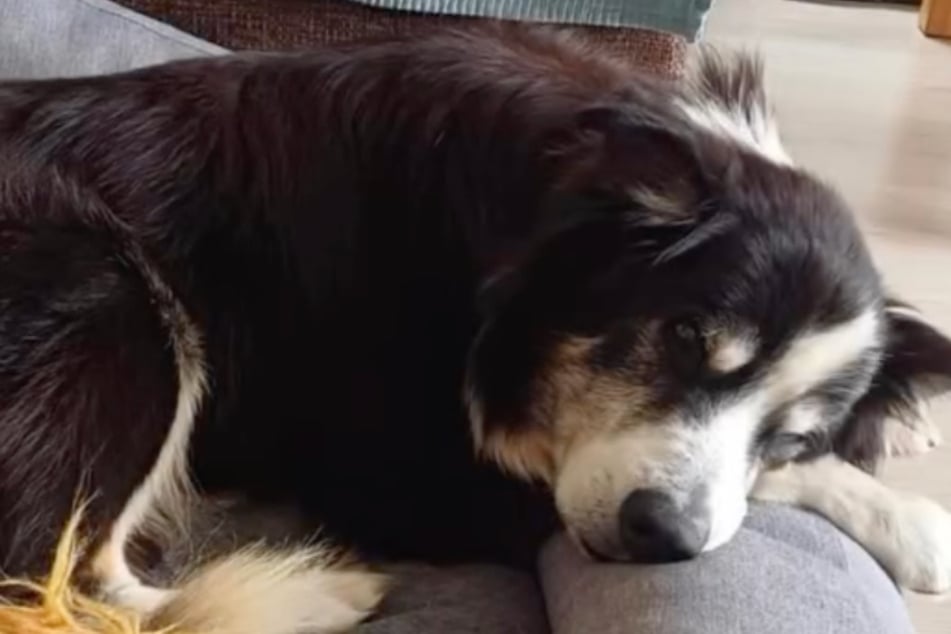 Hunde-Opa soll auf Balkon sterben, doch dann kommt alles ganz anders