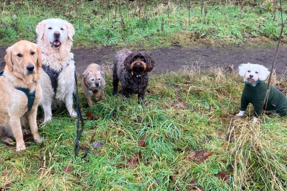 Große Lücke: Zwischen den anderen Hunden und Peanut ist viel Platz.