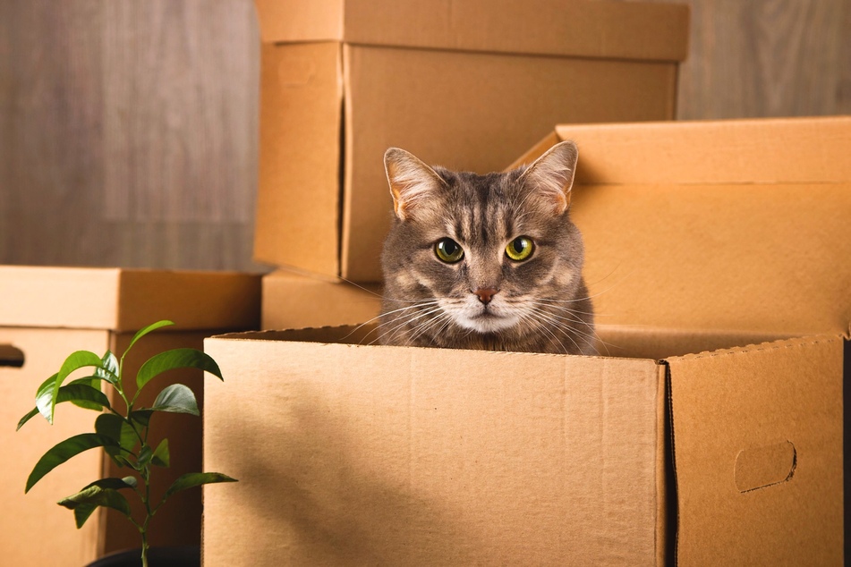 Katzenhaltung in der Mietwohnung: Ist das grundsätzlich erlaubt?