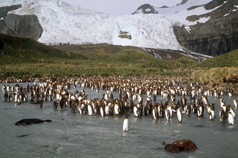 Der Eiskoloss könnte für die Königspinguine auf Südgeorgien ein echtes Problem werden.