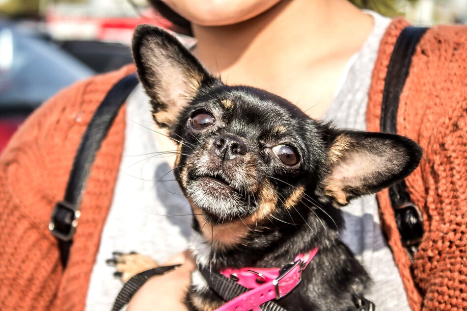 Chihuahuas gehören zu den kleinsten Hunderassen und müssen im Gegensatz zu großen Artgenossen weniger Wachstum im Welpenalter bewältigen. Sie leben stolze 12 bis 20 Jahre. (Symbolfoto)