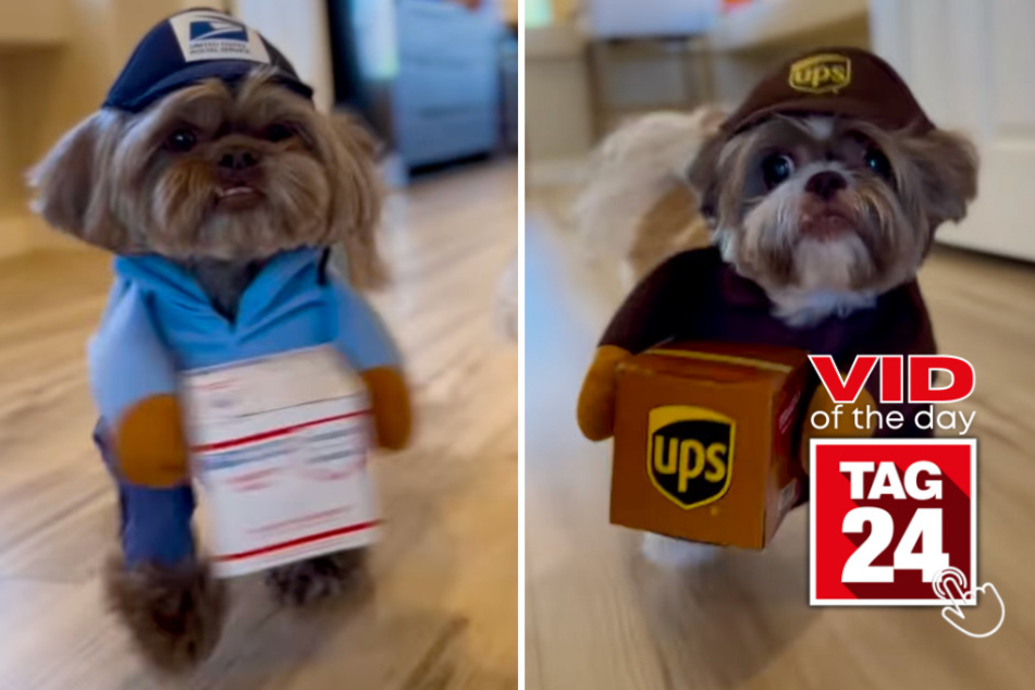 viral videos: Viral Video of the Day for August 3, 2023: Shih Tzu package delivery service makes internet go crazy