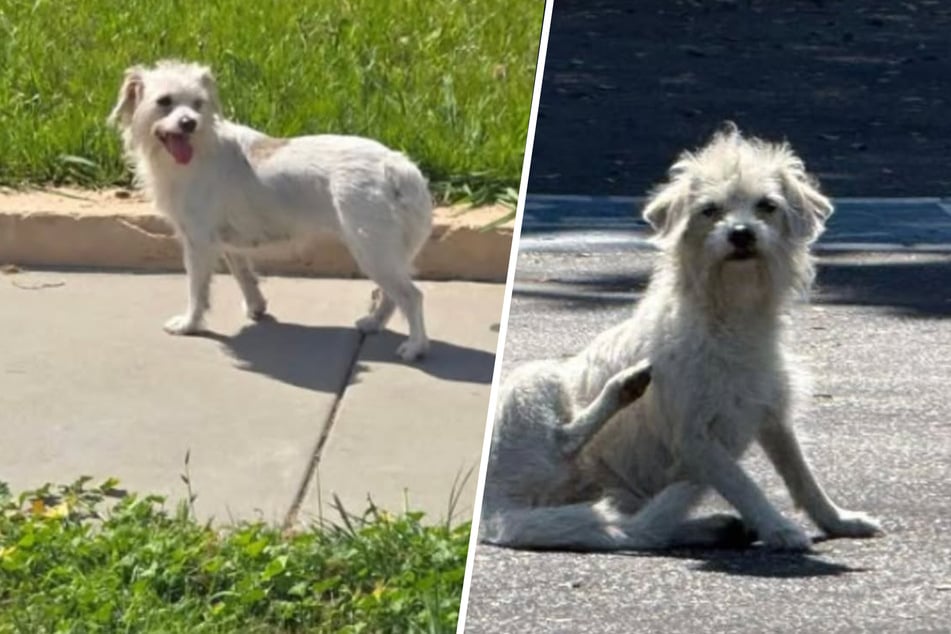 Hündin irrt wochenlang allein durch die Straßen: Dann fließen plötzlich so viele Tränen